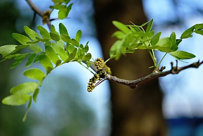 Gleditsia triacanthos - dřezovec trojtrnný - listy a pučící květenství